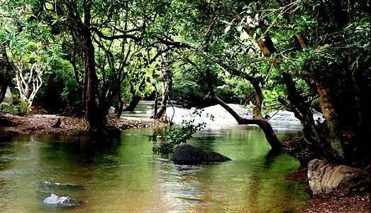 Anizham Jungle Star Thirunelly Exterior foto